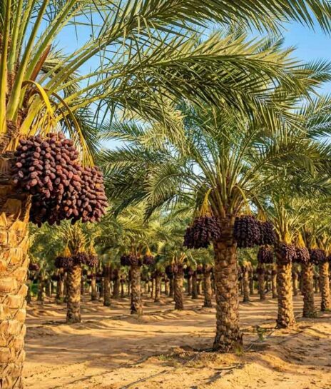 Dates-Before-01
