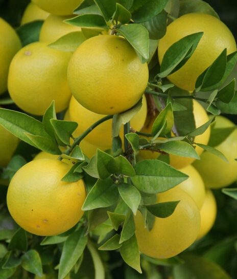 grapefruit-2119908_1280
